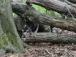 Prpor podpory velenia na intenzvnom vcviku